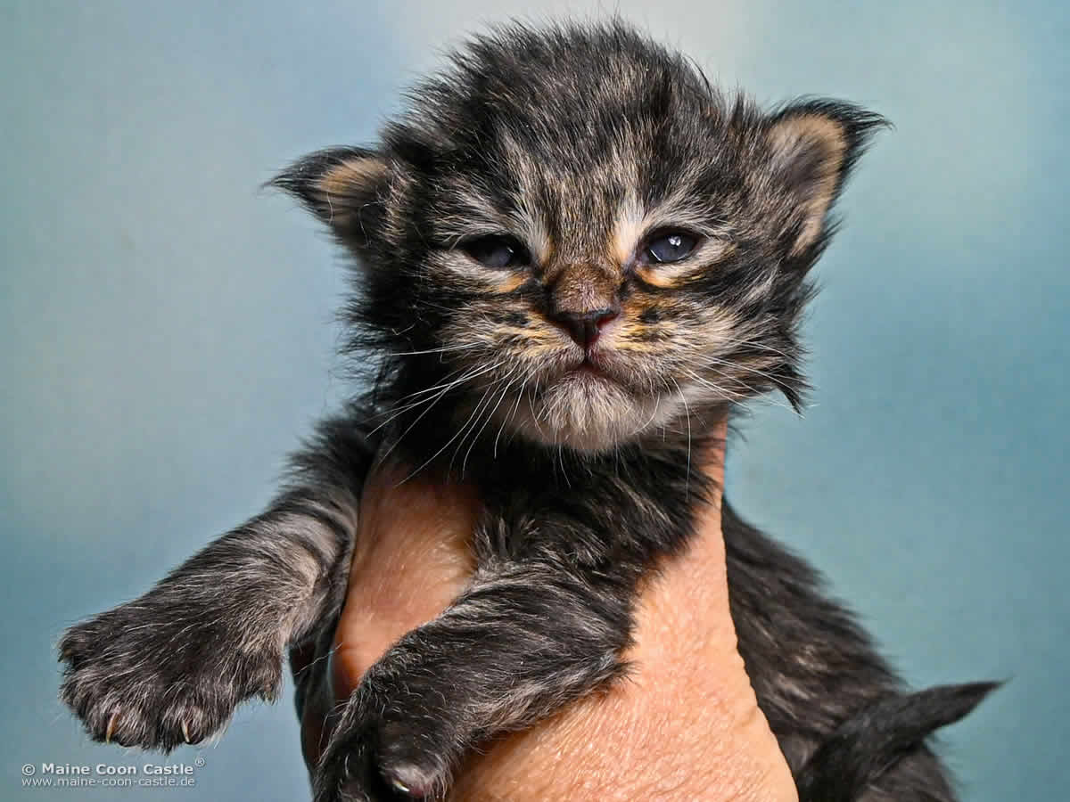 Maine Coon Kitten F4 Frodo 2 Wochen alt Maine Coon Kitten F4 Frodo 2 Wochen alt