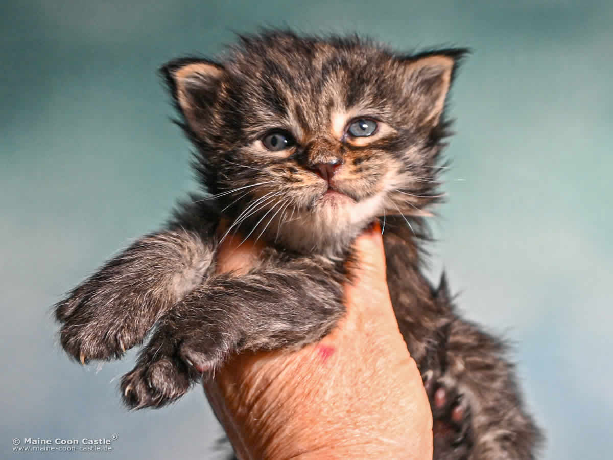 F4 Frodo of Maine Coon Castle F4 Frodo of Maine Coon Castle
