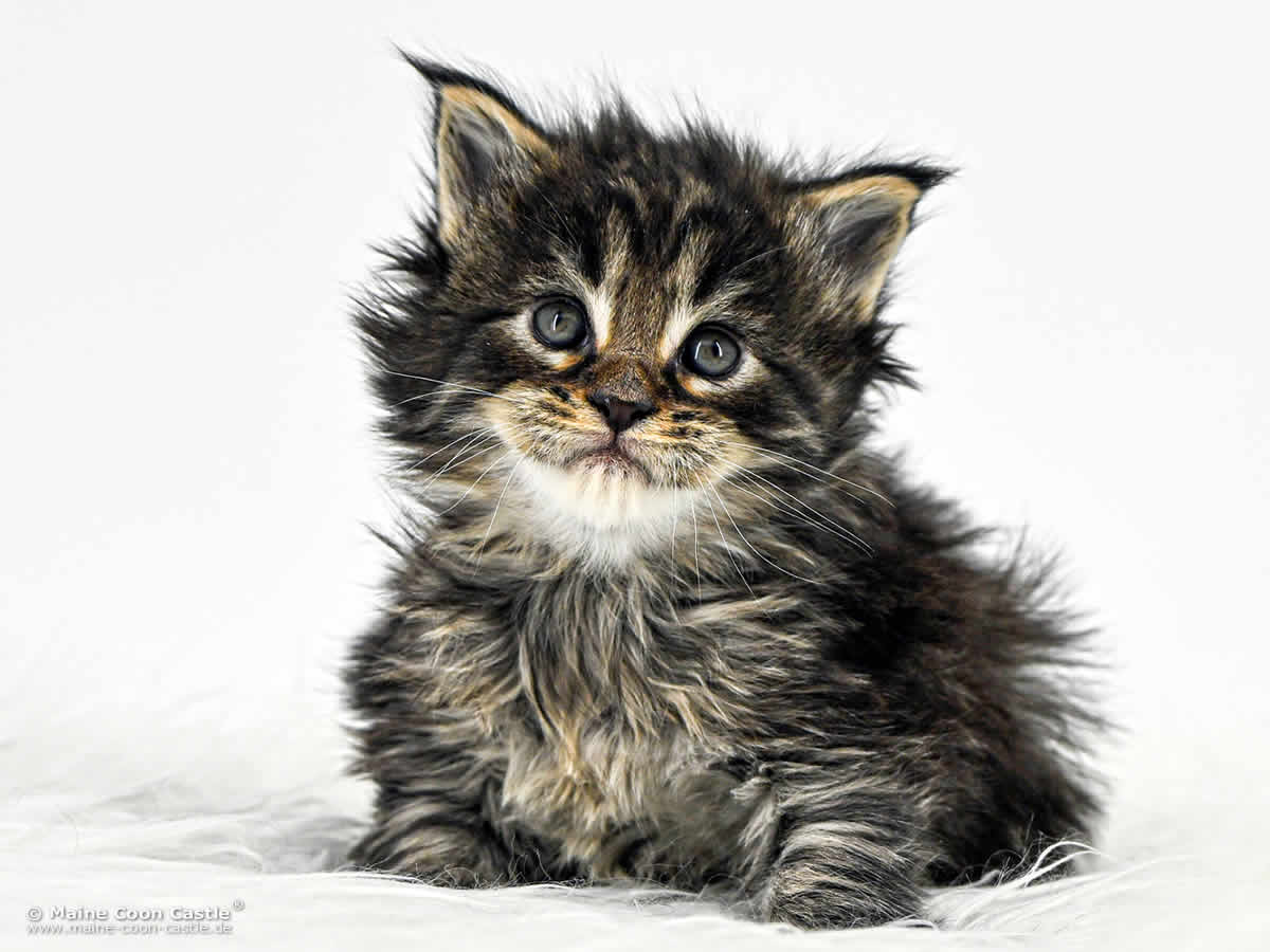 F4 Frodo 4 Wochen alt, 609 g Maine Coon Kitten F4 Frodo, 4 Wochen alt