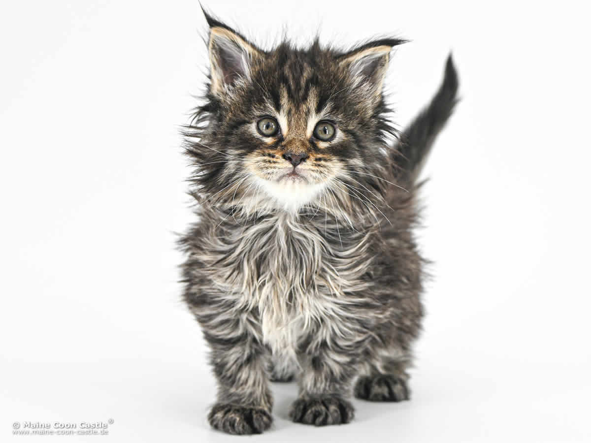 F4 Frodo 5 Wochen alt, 784 g Maine Coon Kitten F4 Frodo 5 Wochen alt