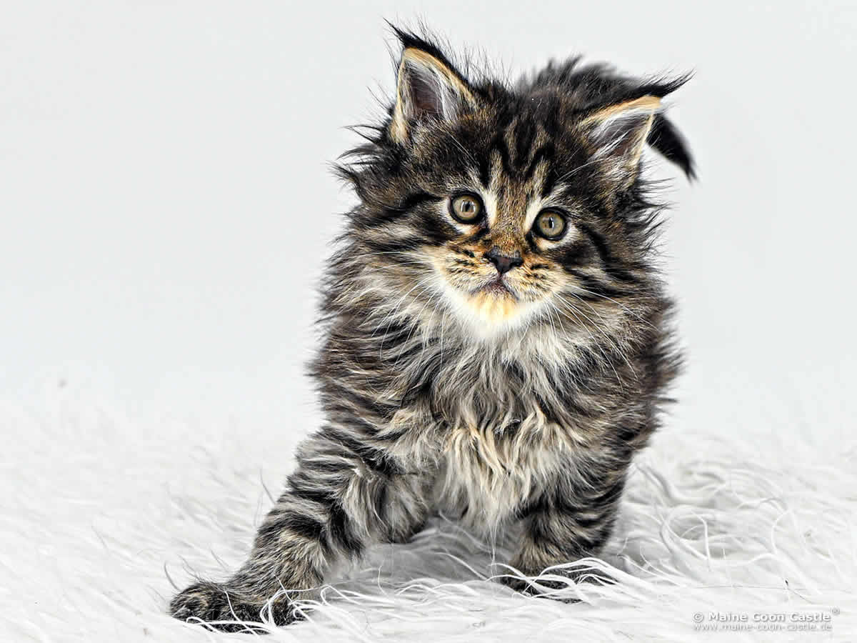 F4 Frodo 6 Wochen alt, 983 g XXL Maine Coon Kitten F4 Frodo 6 Wochen alt