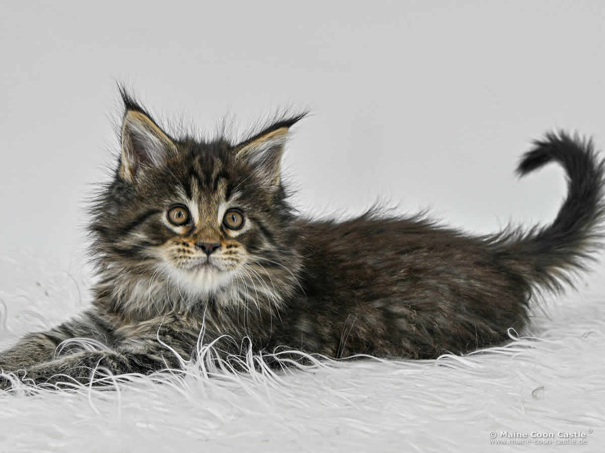 F4 Frodo of Maine Coon Castle F4 Frodo of Maine Coon Castle