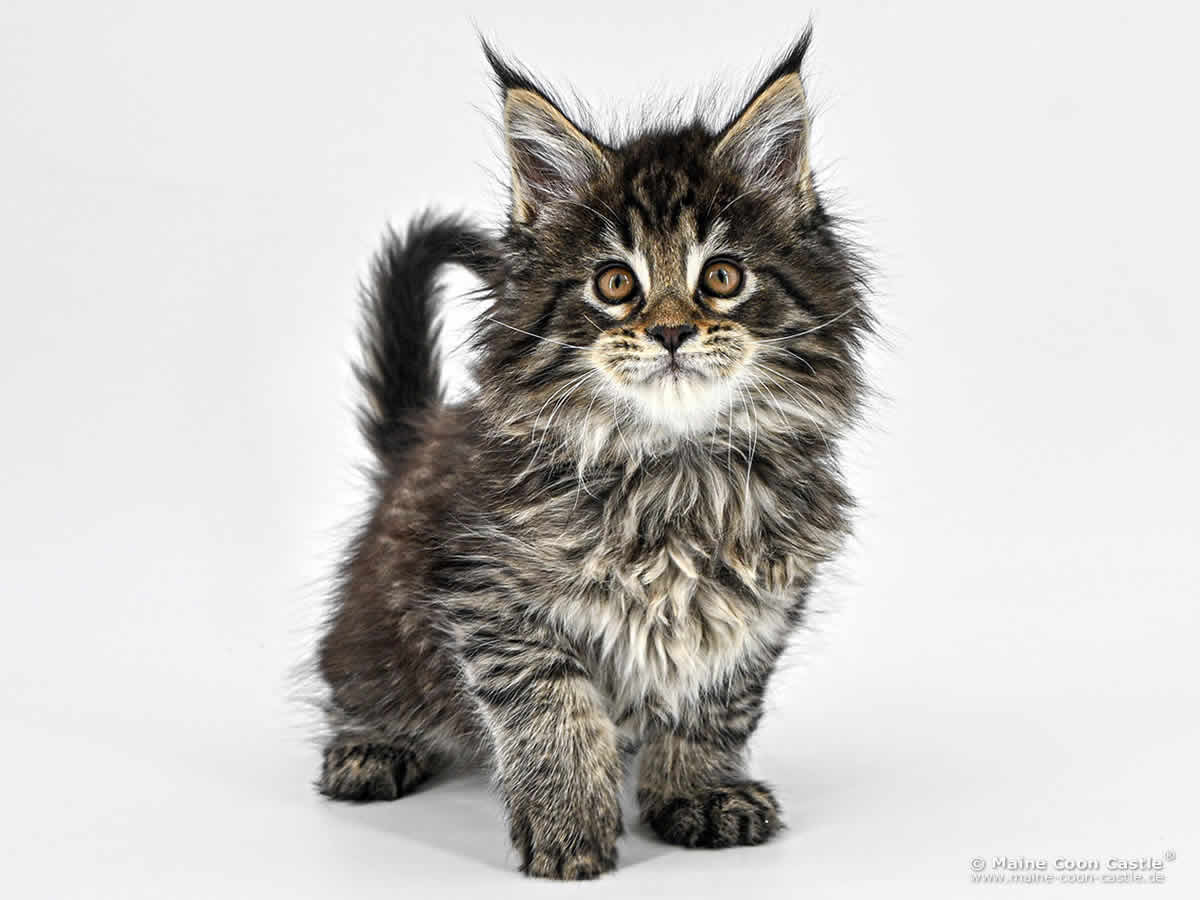 Maine Coon Kitten F4 Frodo 8 Wochen alt Maine Coon Kitten F4 Frodo 8 Wochen alt