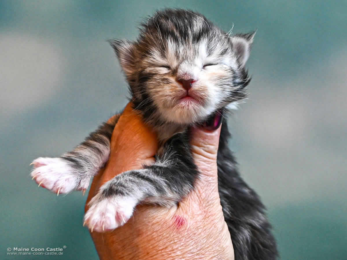 G4 Grace of Maine Coon Castle G4 Grace of Maine Coon Castle