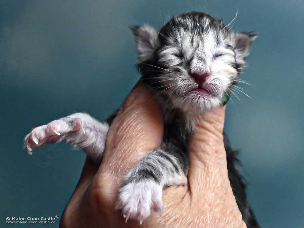 Maine Coon Baby G4 Grace 1 Tag alt Maine Coon Baby G4 Grace 1 Tag alt