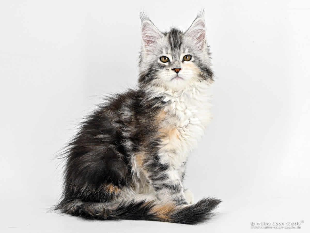 G4 Grace of Maine Coon Castle G4 Grace of Maine Coon Castle