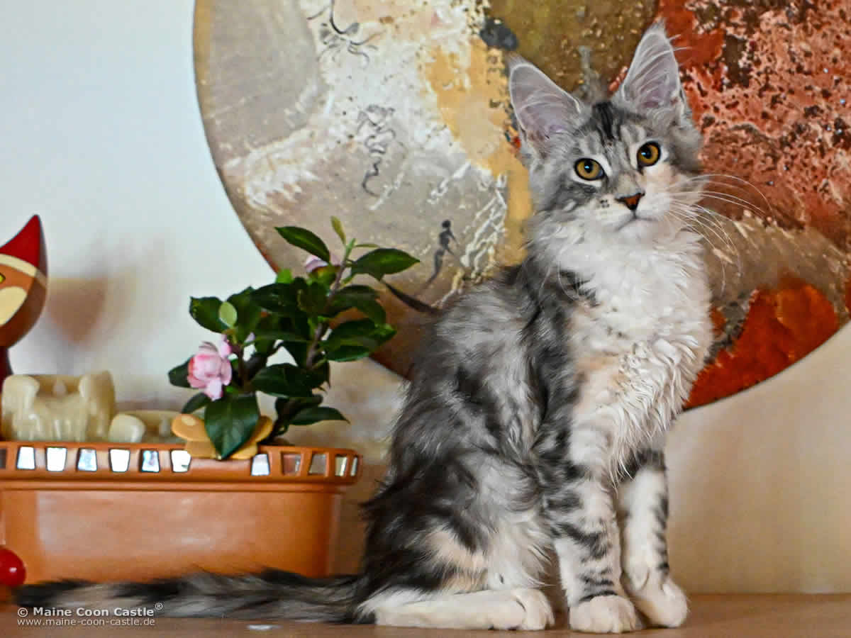 G4 Grace of Maine Coon Castle G4 Grace of Maine Coon Castle