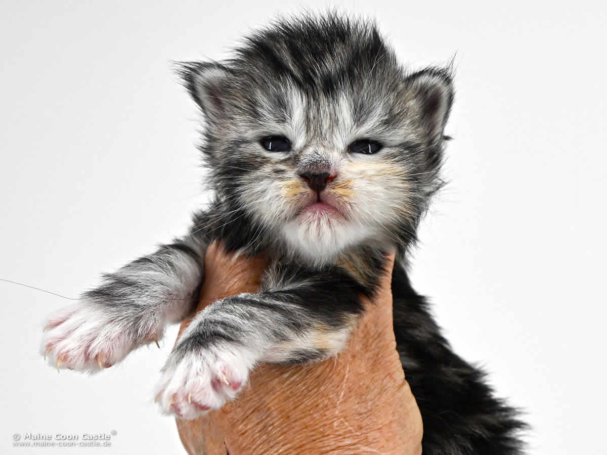G4 Grace 2 Wochen alt, 391 g Maine Coon Baby G4 Grace 2 Wochen alt