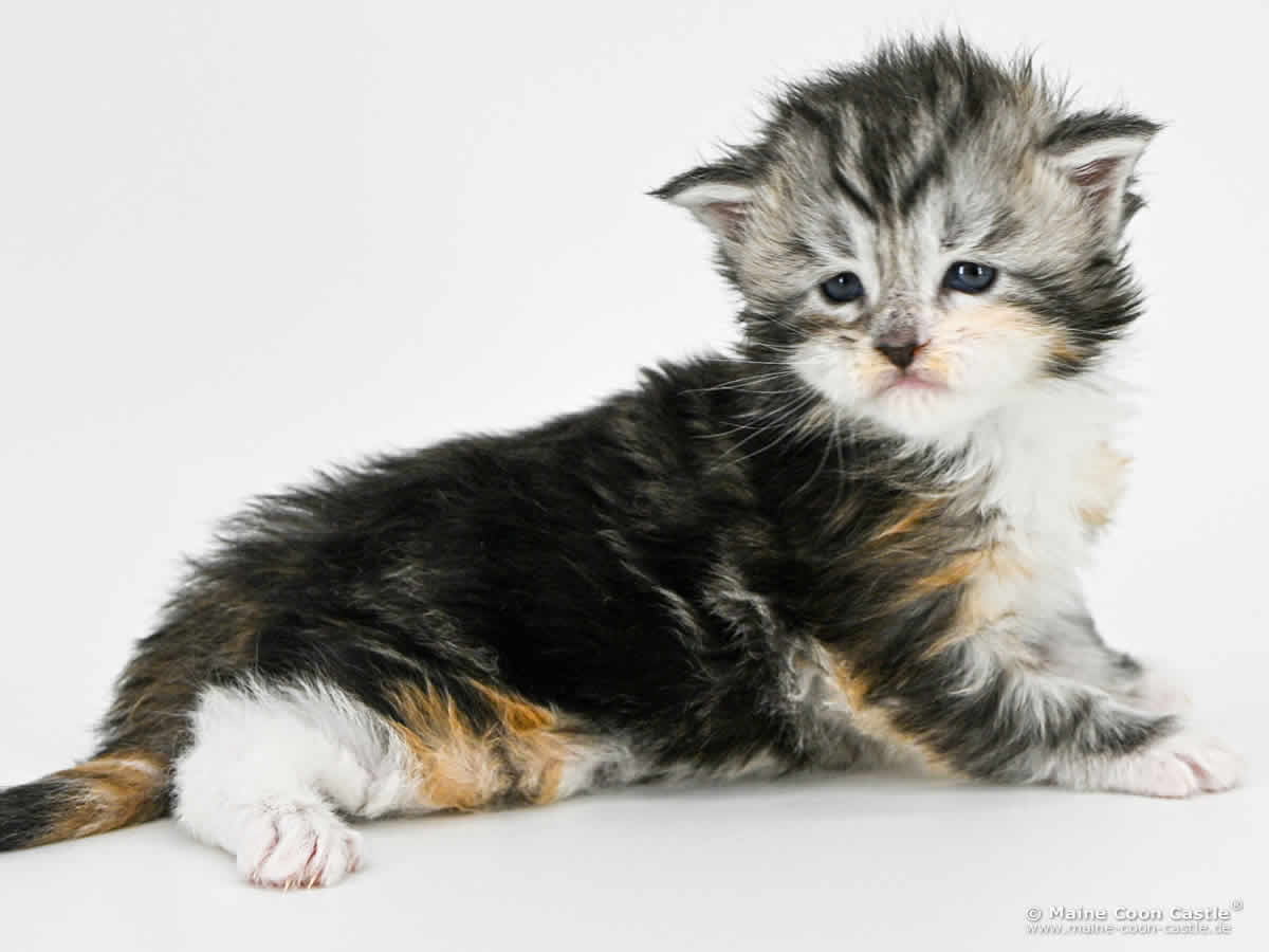 G4 Grace 3 Wochen alt, 536 g Maine Coon Baby G4 Grace 3 Wochen alt