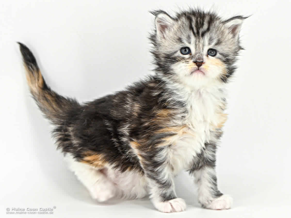 G4 Grace 4 Wochen alt, 681 g Maine Coon Baby G4 Grace 4 Wochen alt