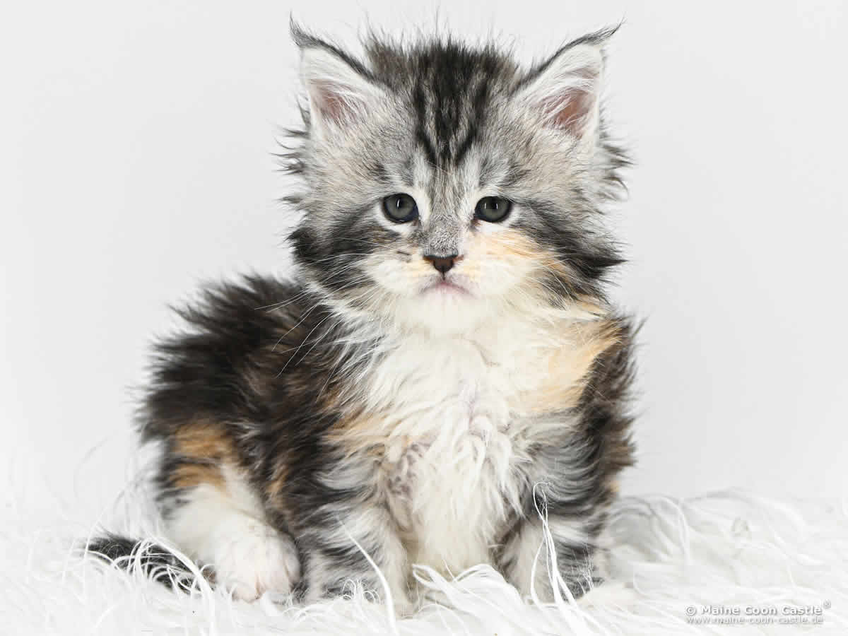G4 Grace 5 Wochen alt, 808 g Maine Coon Baby G4 Grace 5 Wochen alt