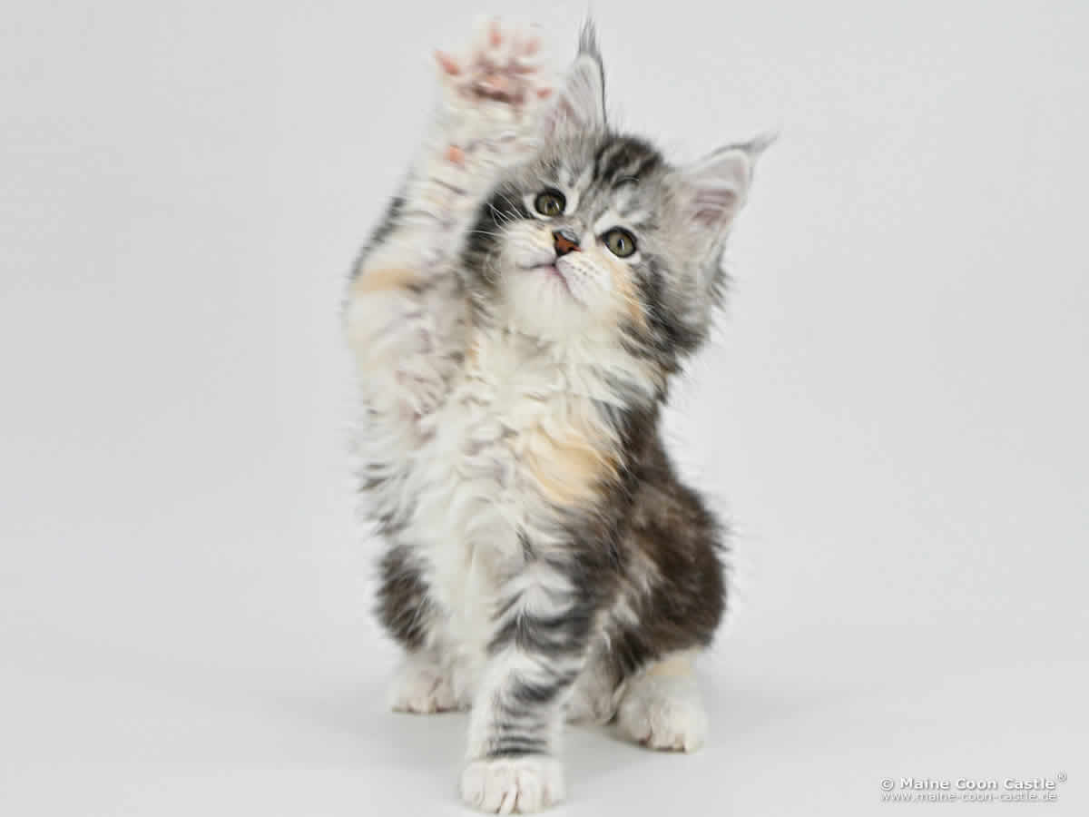 G4 Grace of Maine Coon Castle G4 Grace of Maine Coon Castle