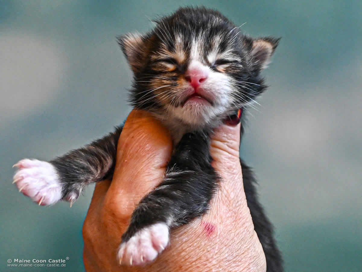 G4 Lenny of Maine Coon Castle G4 Lenny of Maine Coon Castle