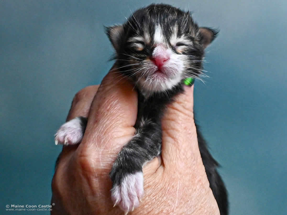 Maine Coon Baby G4 Lenny 1 Tag alt
