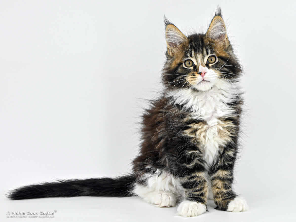 G4 Lenny of Maine Coon Castle G4 Lenny of Maine Coon Castle
