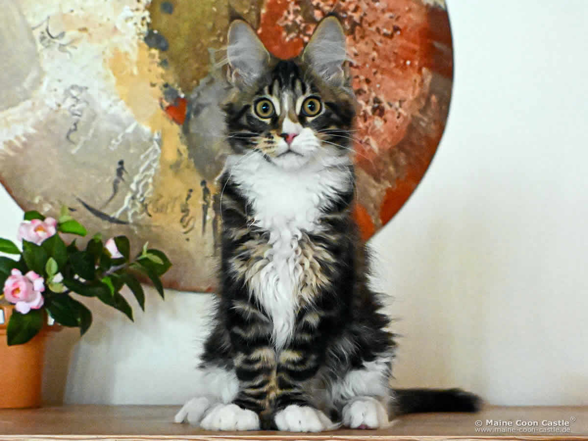 G4 Lenny of Maine Coon Castle G4 Lenny of Maine Coon Castle