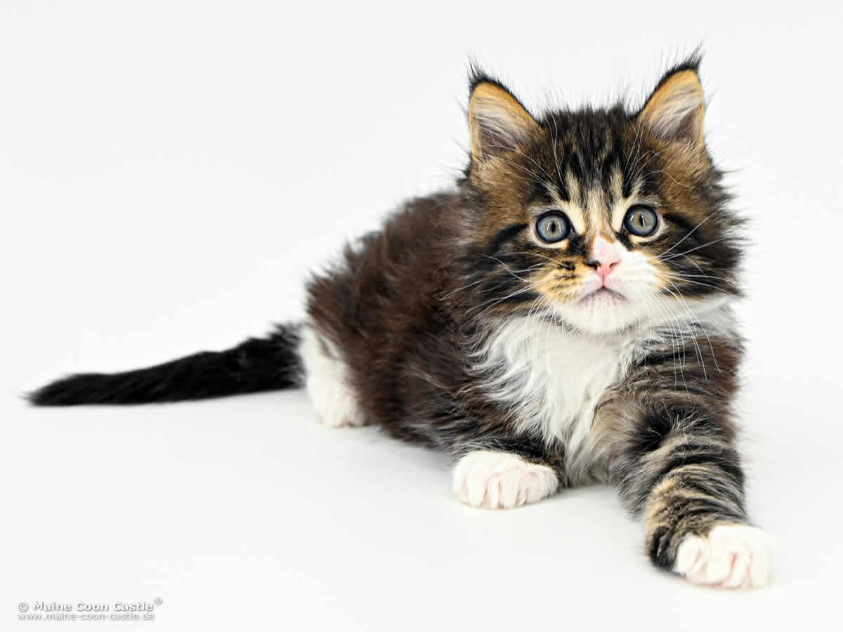 Maine Coon Baby G4 Lenny 6 Wochen alt Maine Coon Baby G4 Lenny 6 Wochen alt