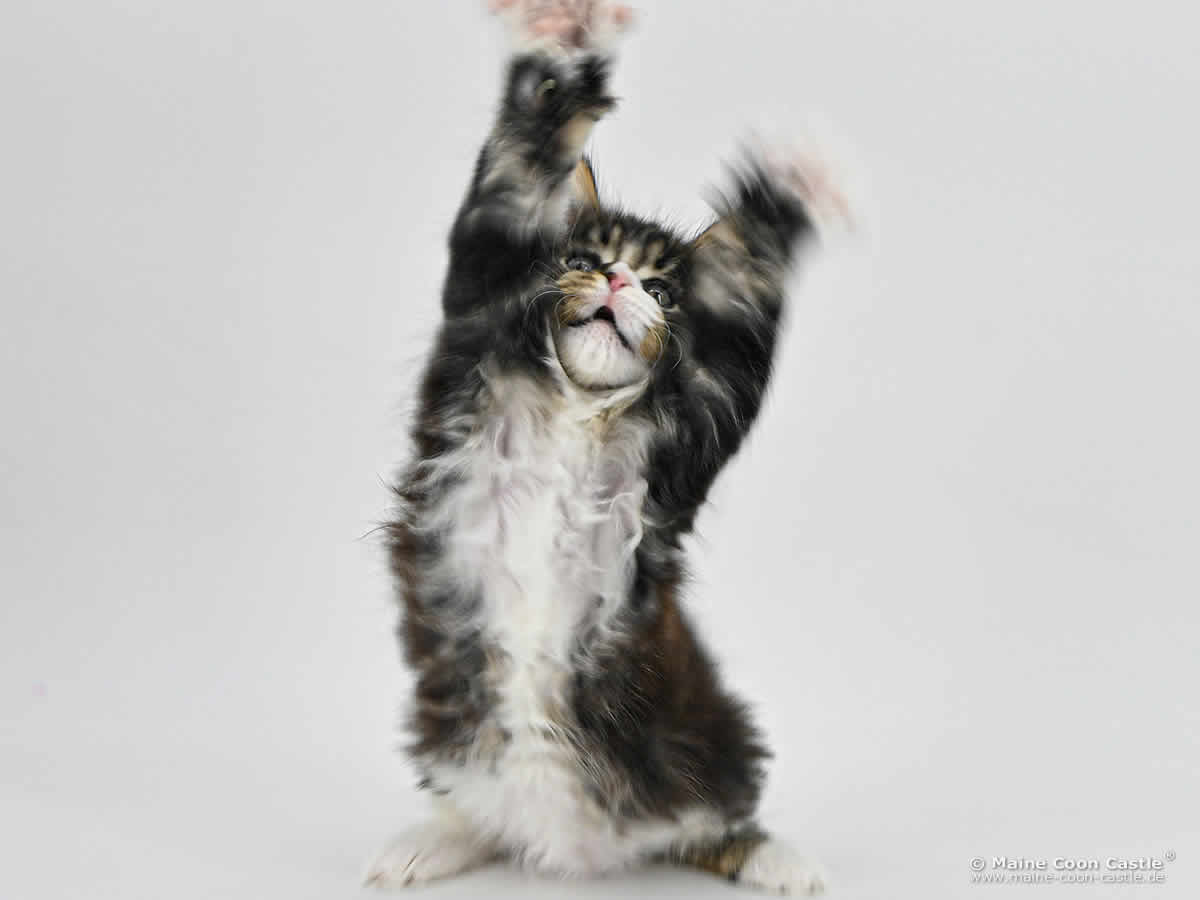 G4 Lenny of Maine Coon Castle G4 Lenny of Maine Coon Castle