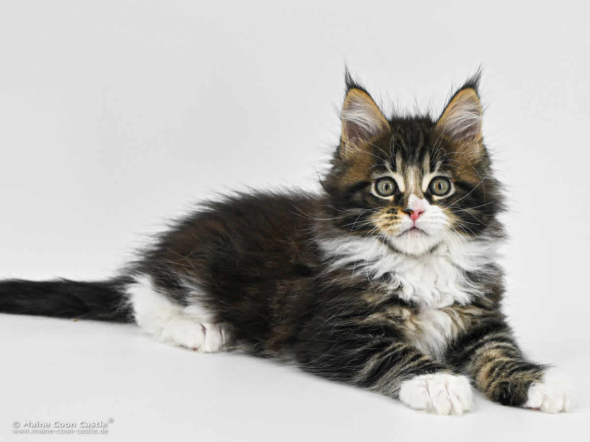 G4 Lenny of Maine Coon Castle G4 Lenny of Maine Coon Castle