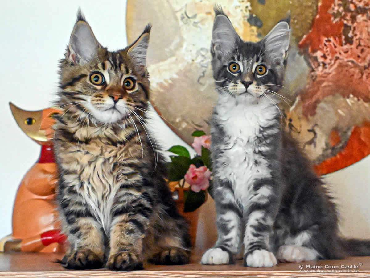 Maine Coon Baby F4 Frieda und G4 Sirius 14 Wochen alt Maine Coon Baby F4 Frieda und G4 Sirius 14 Wochen alt
