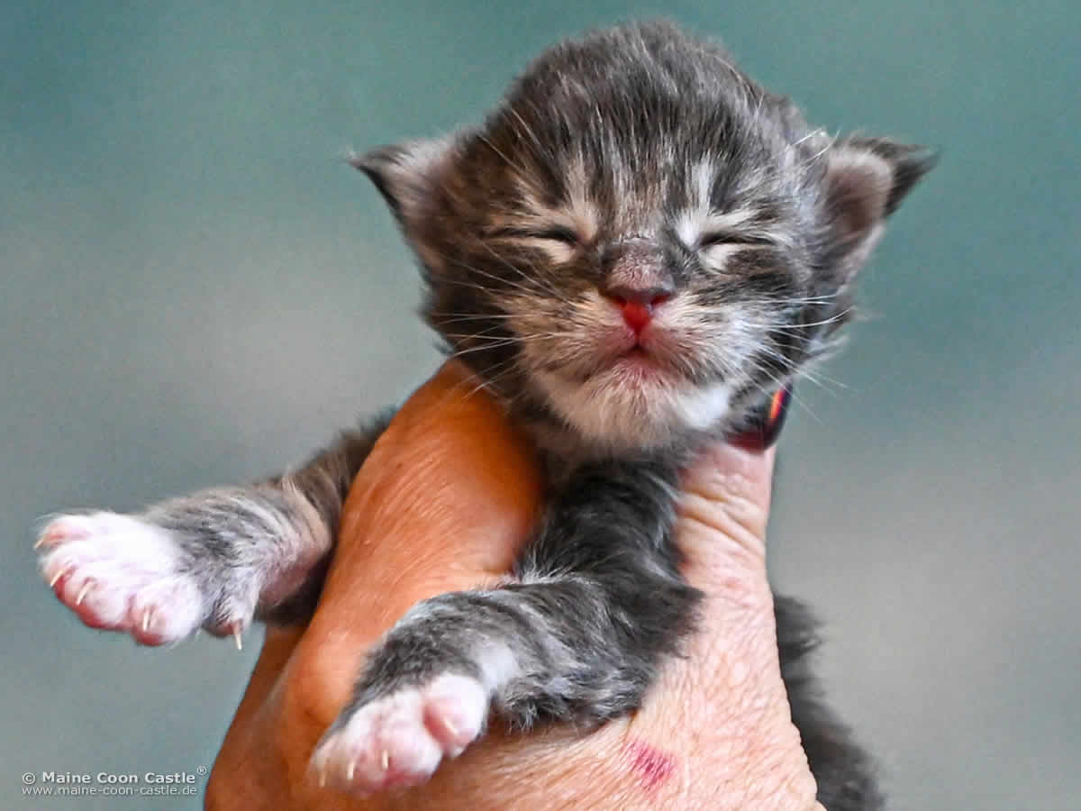 G4 Sirius of Maine Coon Castle G4 Sirius of Maine Coon Castle