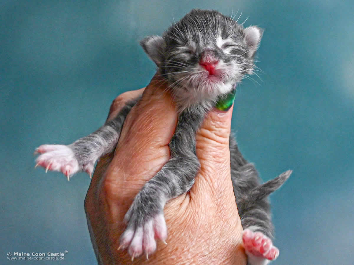 Maine Coon Baby G4 Sirius 1 Tag alt Maine Coon Baby G4 Sirius 1 Tag alt