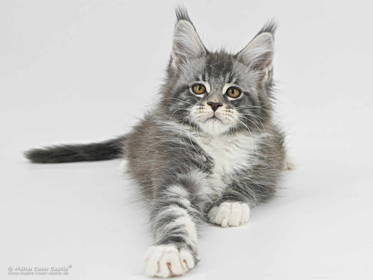 G4 Sirius of Maine Coon Castle G4 Sirius of Maine Coon Castle