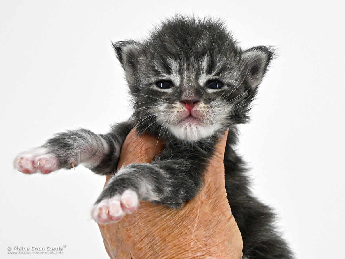 G4 Sirius 2 Wochen alt, 372 g Maine Coon Baby G4 Sirius 2 Wochen alt