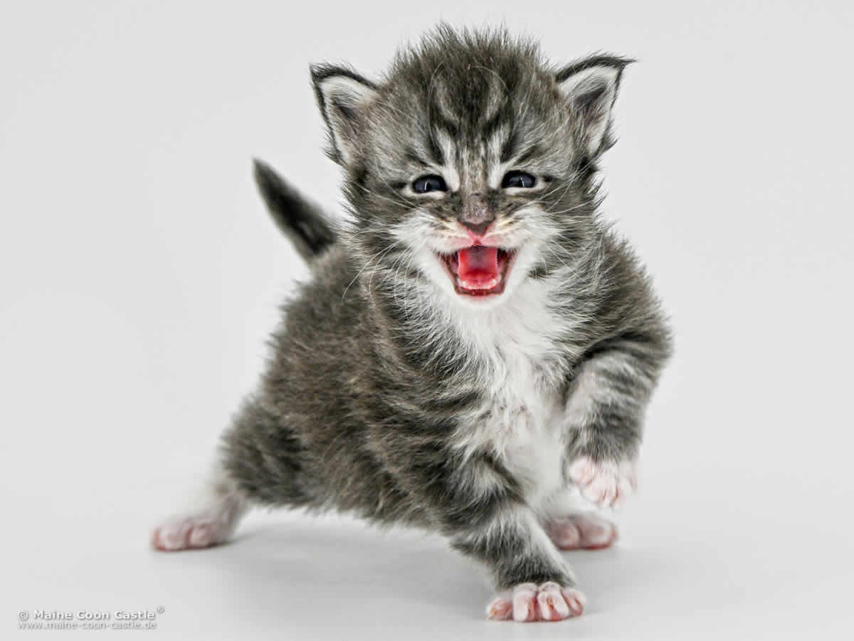 G4 Sirius 3 Wochen alt, 524 g Maine Coon Baby G4 Sirius 3 Wochen alt