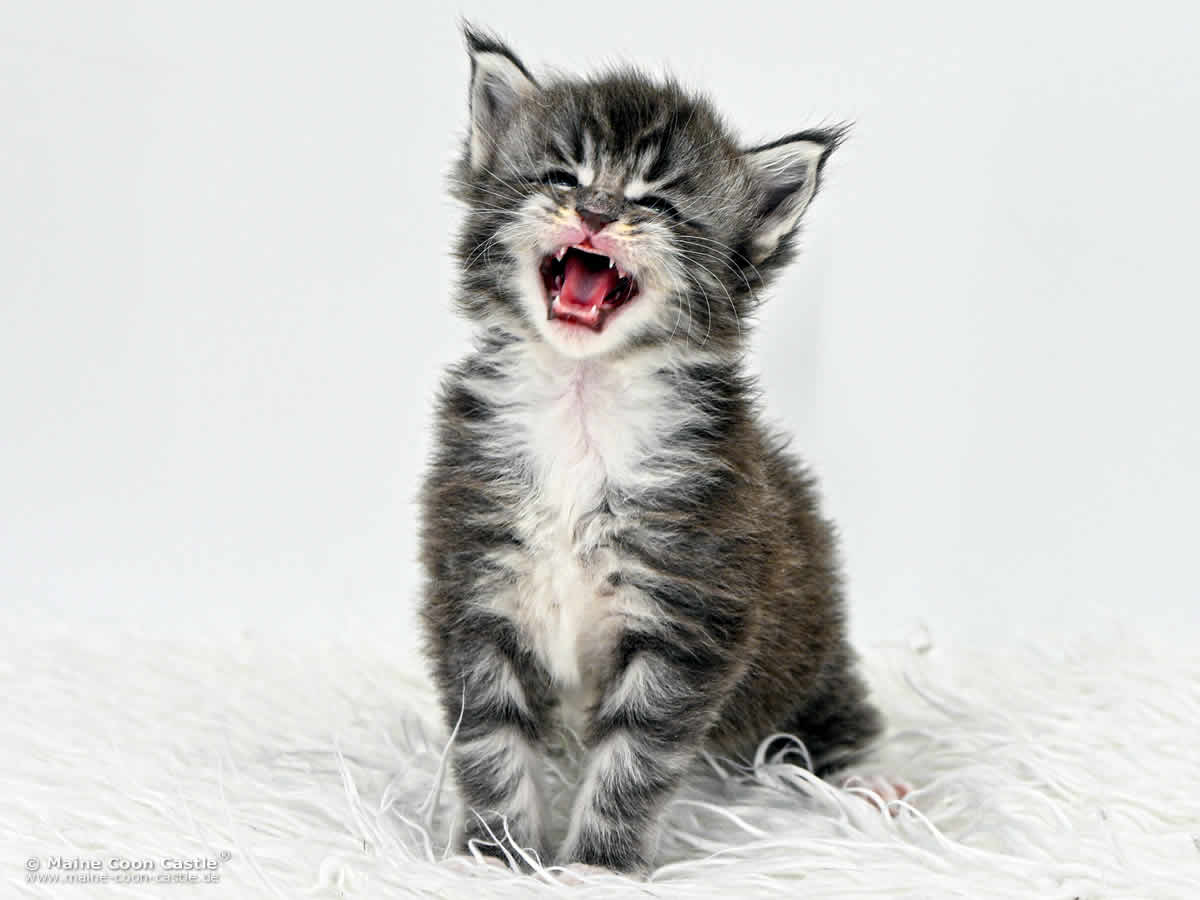 G4 Sirius 4 Wochen alt, 690 g Maine Coon Baby G4 Sirius 4 Wochen alt