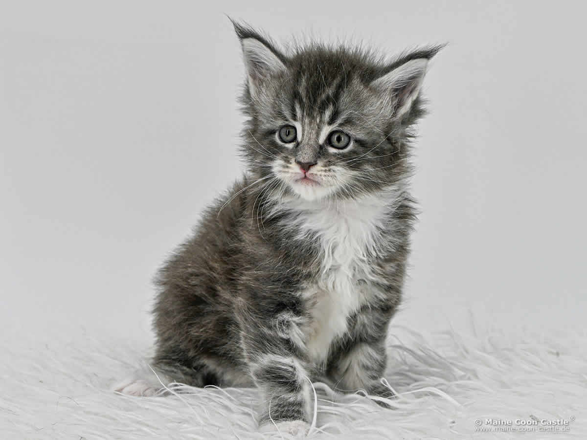 G4 Sirius 5 Wochen alt, 903 g Maine Coon Baby G4 Sirius 5 Wochen alt
