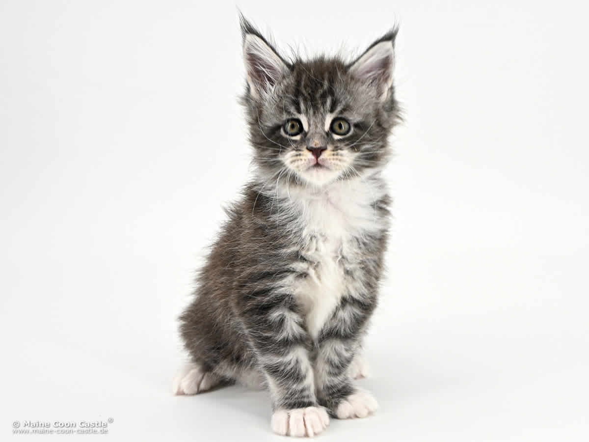 Maine Coon Baby G4 Sirius 6 Wochen alt Maine Coon Baby G4 Sirius 6 Wochen alt