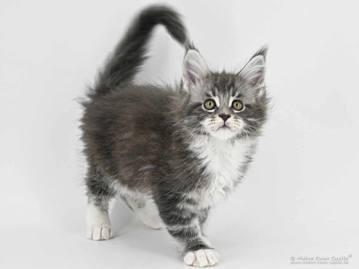G4 Sirius of Maine Coon Castle G4 Sirius of Maine Coon Castle