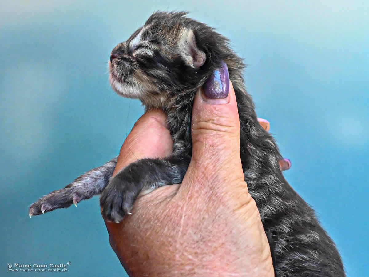 H4 Harry 1 Tag alt Katzenbaby H4 Harry of Maine Coon Castle, 1 Tag alt