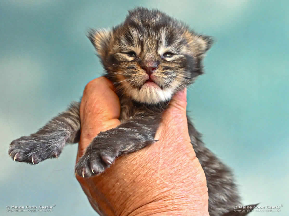 Katzenbaby H4 Harry 1 Woche alt Katzenbaby H4 Harry 1 Woche alt