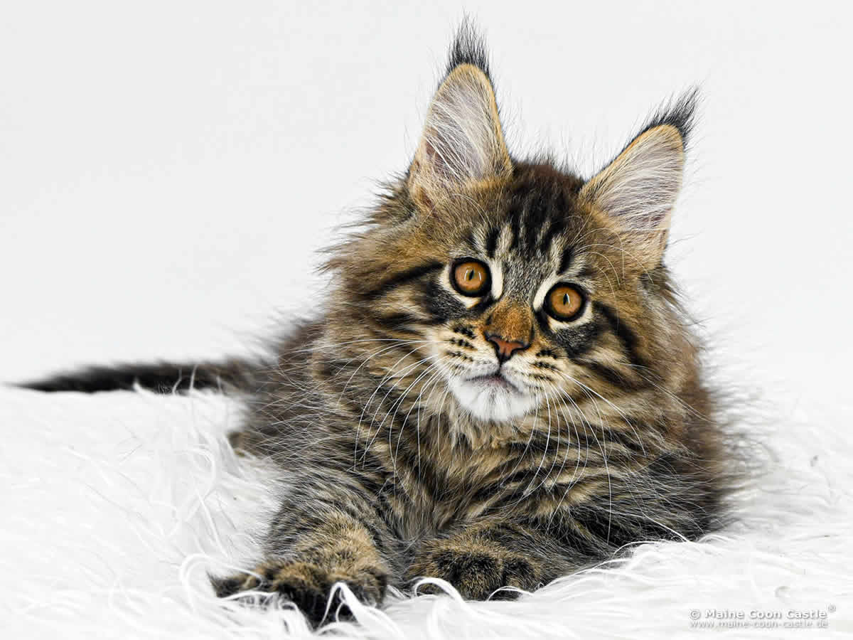 H4 Harry 10 Wochen alt, 2020 g Katzenbaby H4 Harry 10 Wochen alt