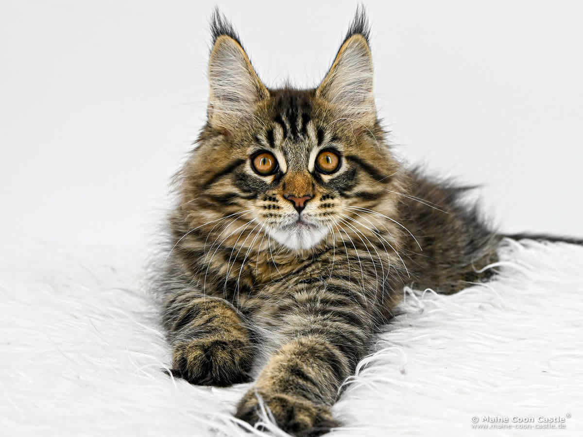 H4 Harry of Maine Coon Castle