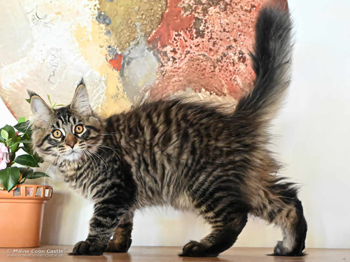 Maine Coon Baby H4 Harry 14 Wochen alt Maine Coon Baby H4 Harry 14 Wochen alt