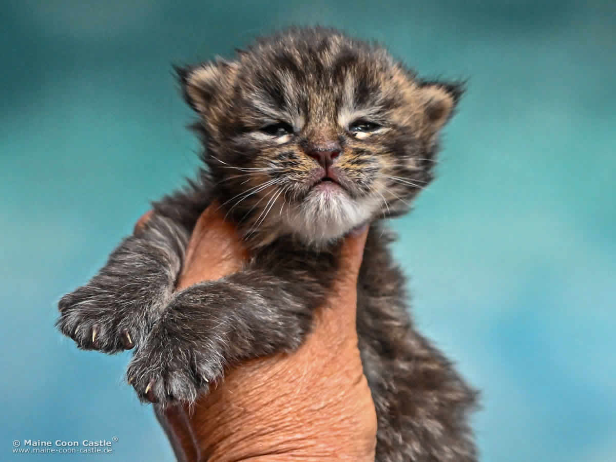 Katzenbaby H4 Harry 2 Wochen alt Katzenbaby H4 Harry 2 Wochen alt