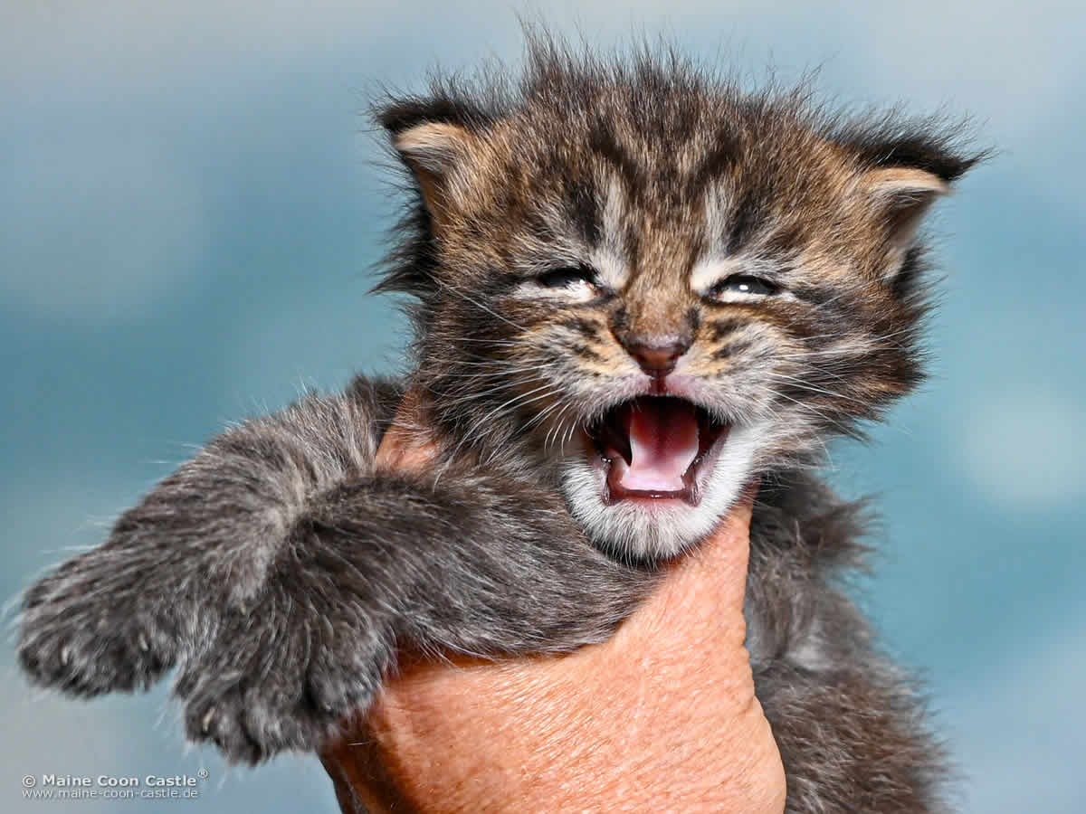 Katzenbaby H4 Harry 3 Wochen alt Katzenbaby H4 Harry 3 Wochen alt