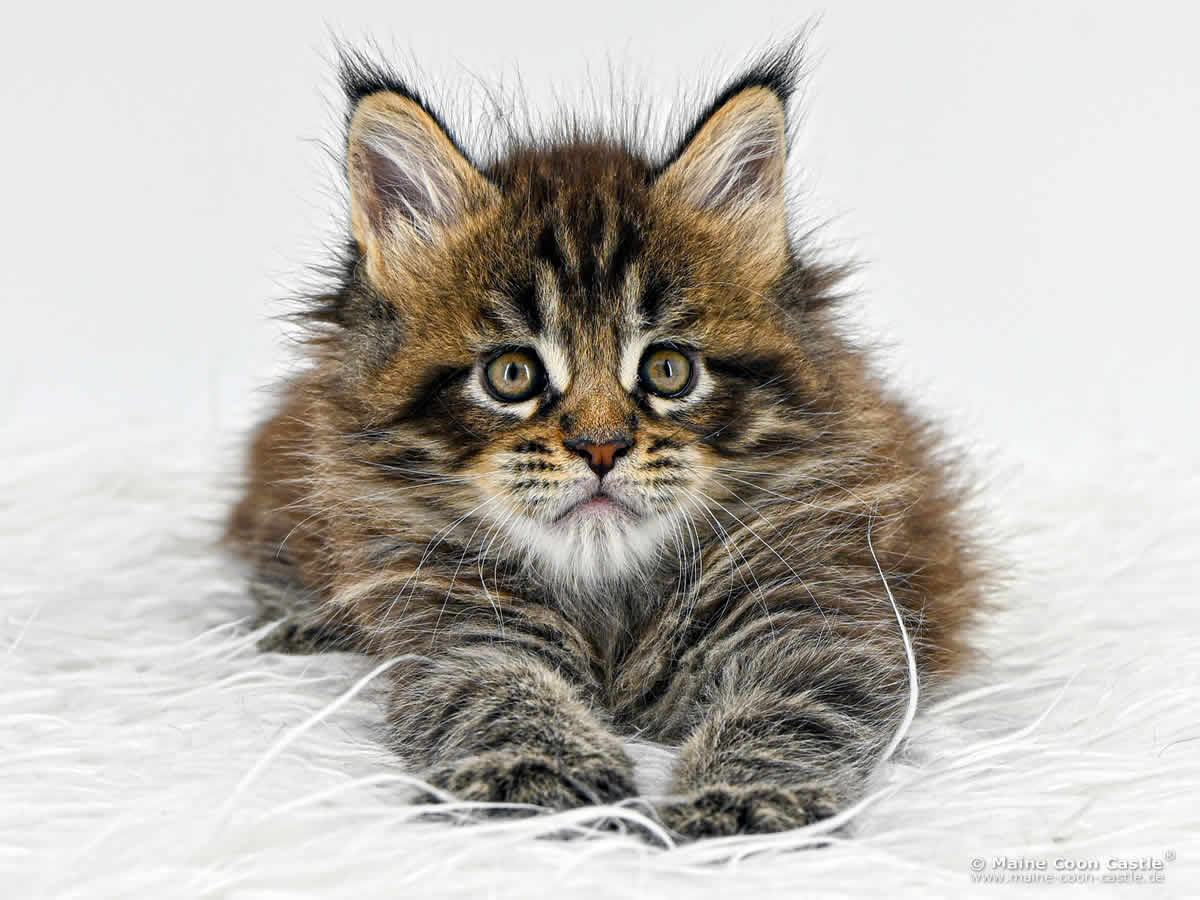 H4 Harry 5 Wochen alt, 820 g Katzenbaby H4 Harry 5 Wochen alt