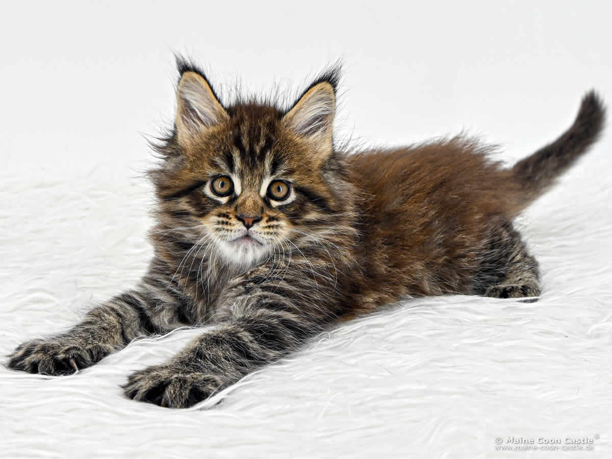H4 Harry of Maine Coon Castle H4 Harry of Maine Coon Castle
