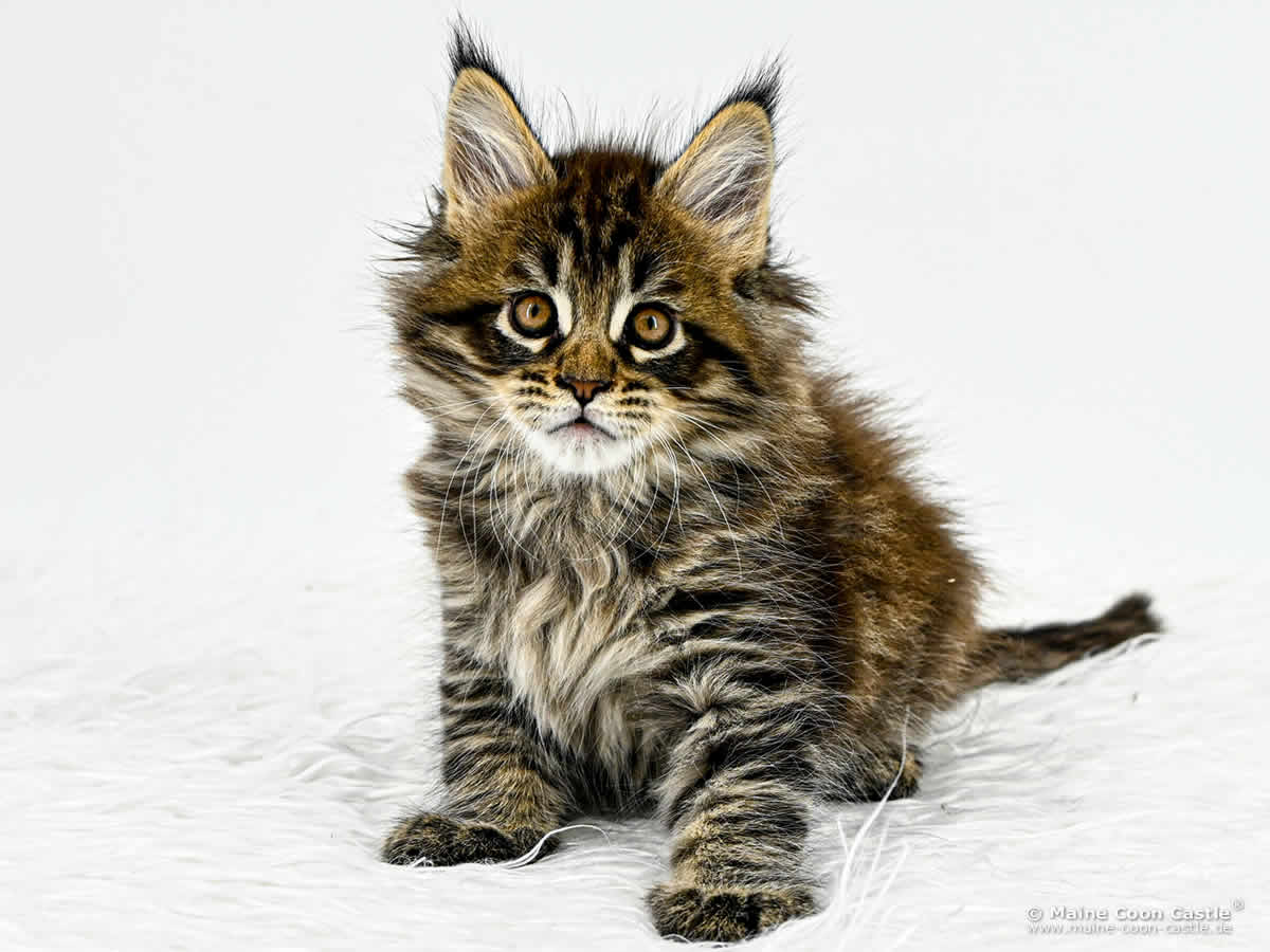 H4 Harry of Maine Coon Castle H4 Harry of Maine Coon Castle