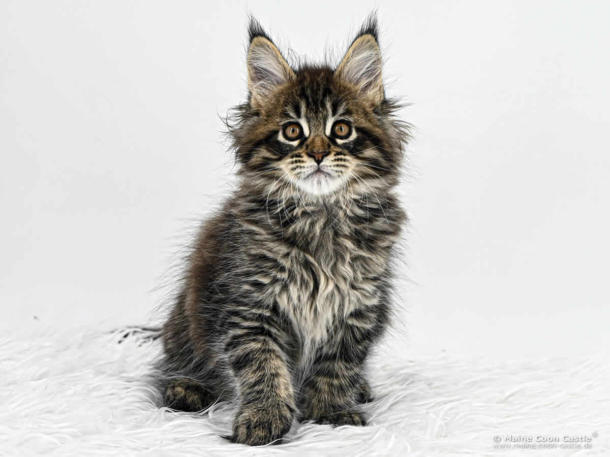 H4 Harry of Maine Coon Castle H4 Harry of Maine Coon Castle