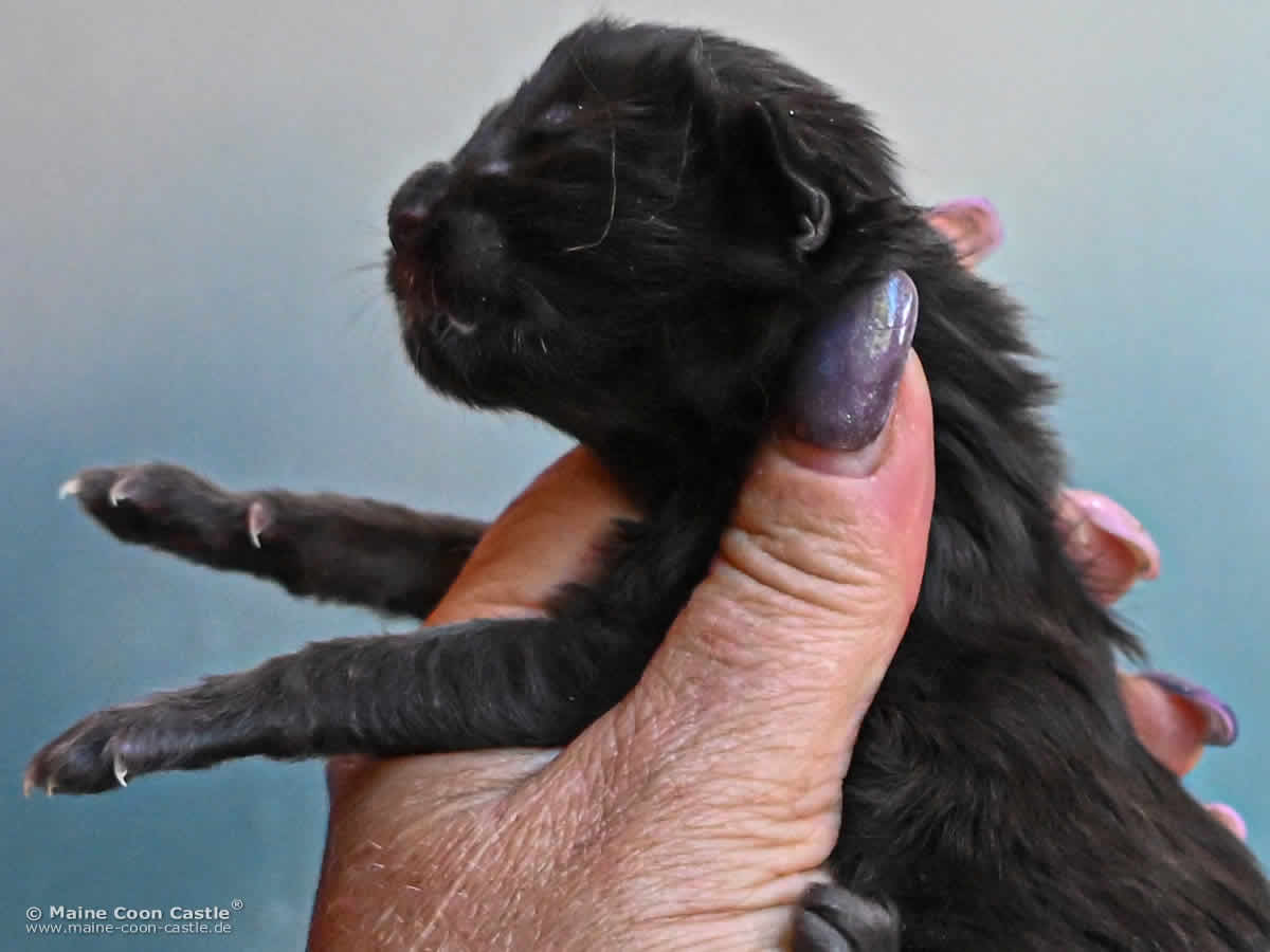 H4 Haylie 1 Tag alt Katzenbaby H4 Haylie of Maine Coon Castle, 1 Tag alt