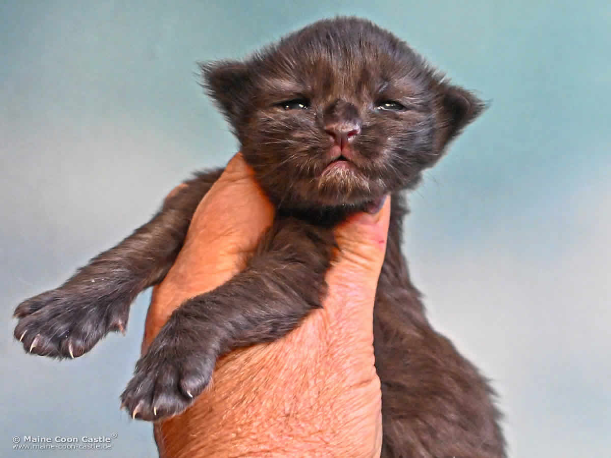 Katzenbaby H4 Haylie 1 Woche alt Katzenbaby H4 Haylie 1 Woche alt