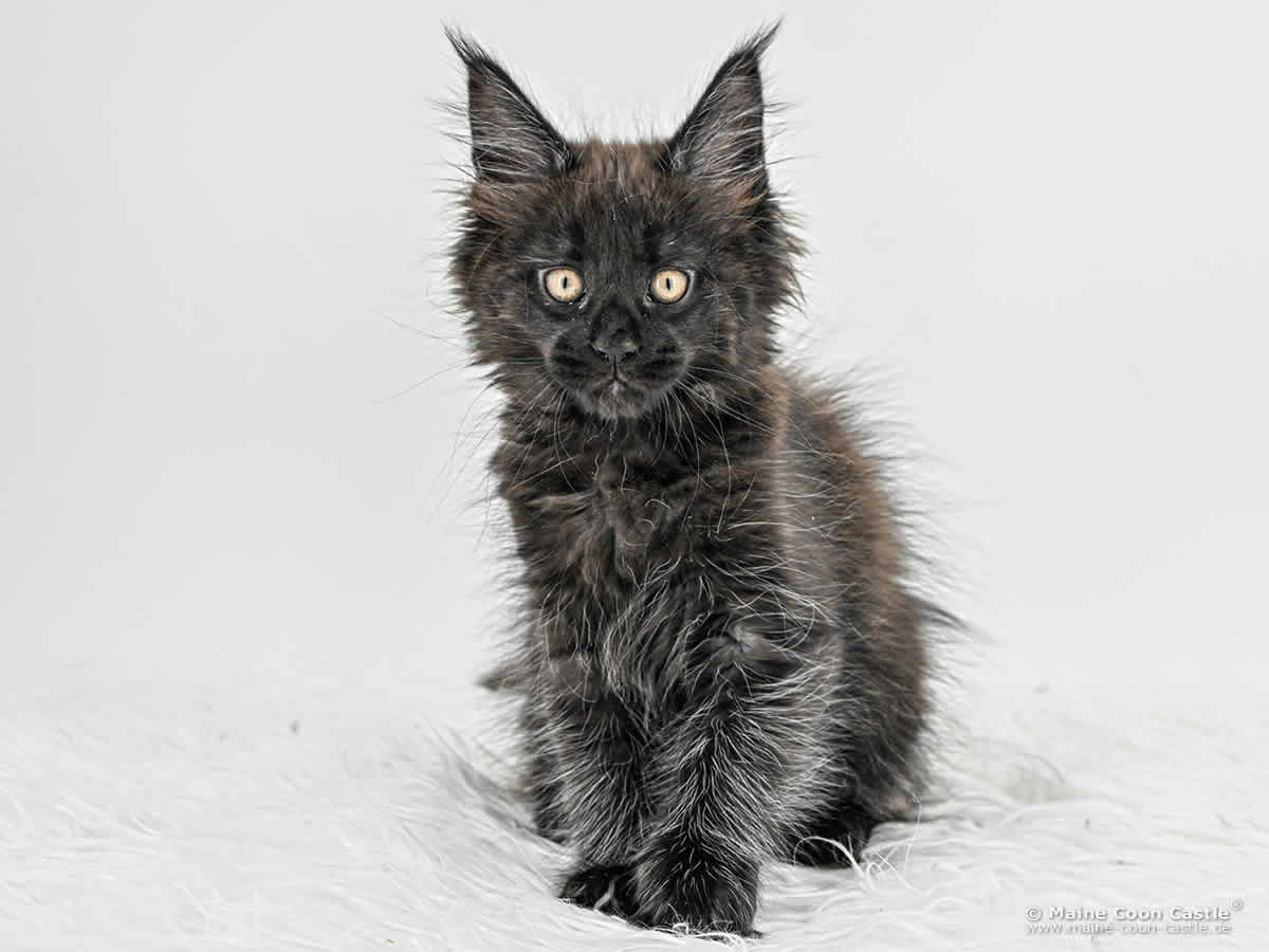 H4 Haylie 10 Wochen alt, 1910 g Katzenbaby H4 Haylie 10 Wochen alt