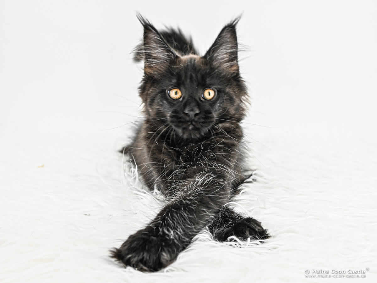 H4 Haylie of Maine Coon Castle