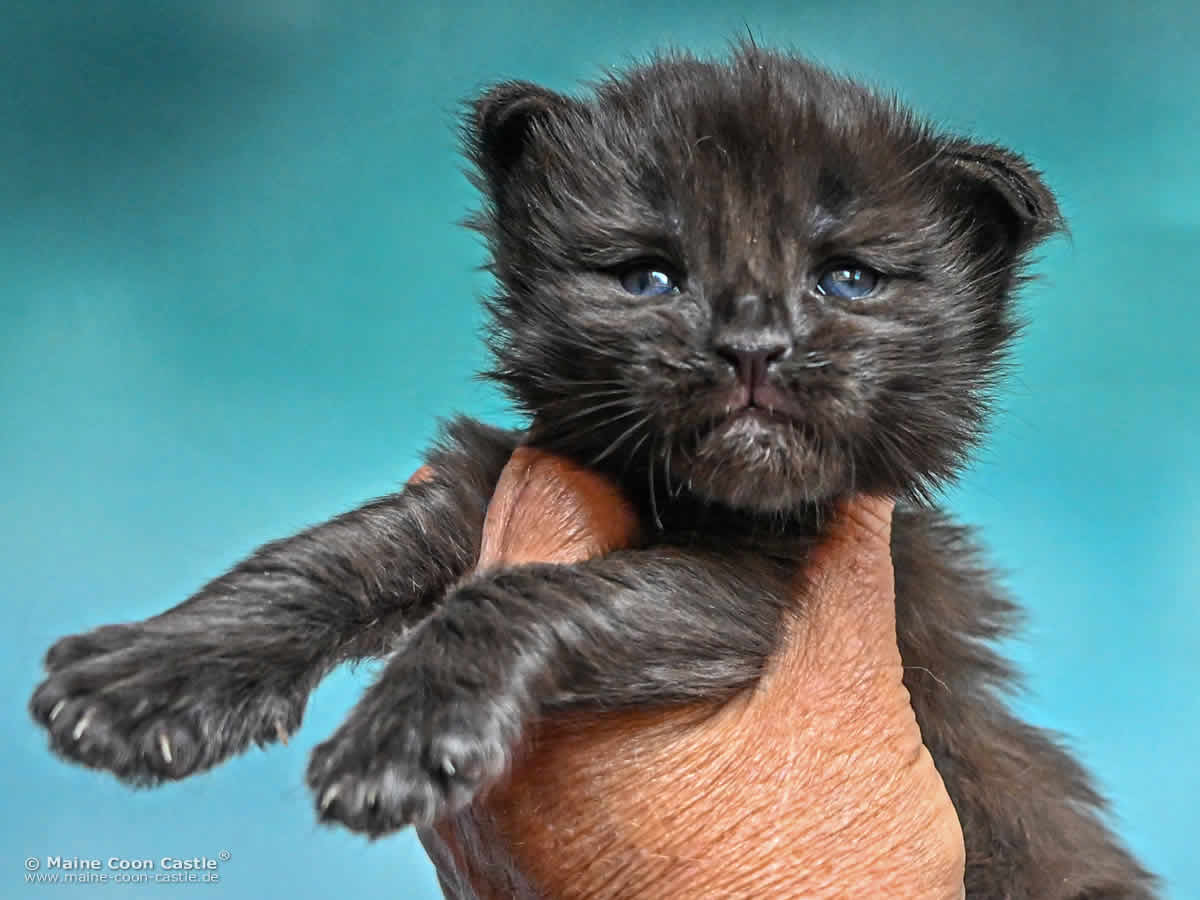 Katzenbaby H4 Haylie 2 Wochen alt Katzenbaby H4 Haylie 2 Wochen alt