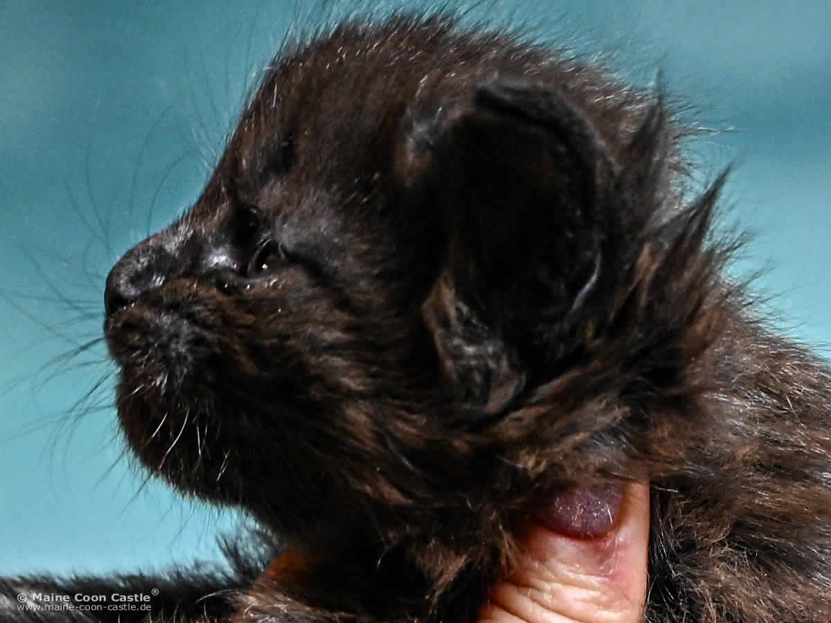 H4 Haylie 3 Wochen alt Katzenbaby H4 Haylie 3 Wochen alt